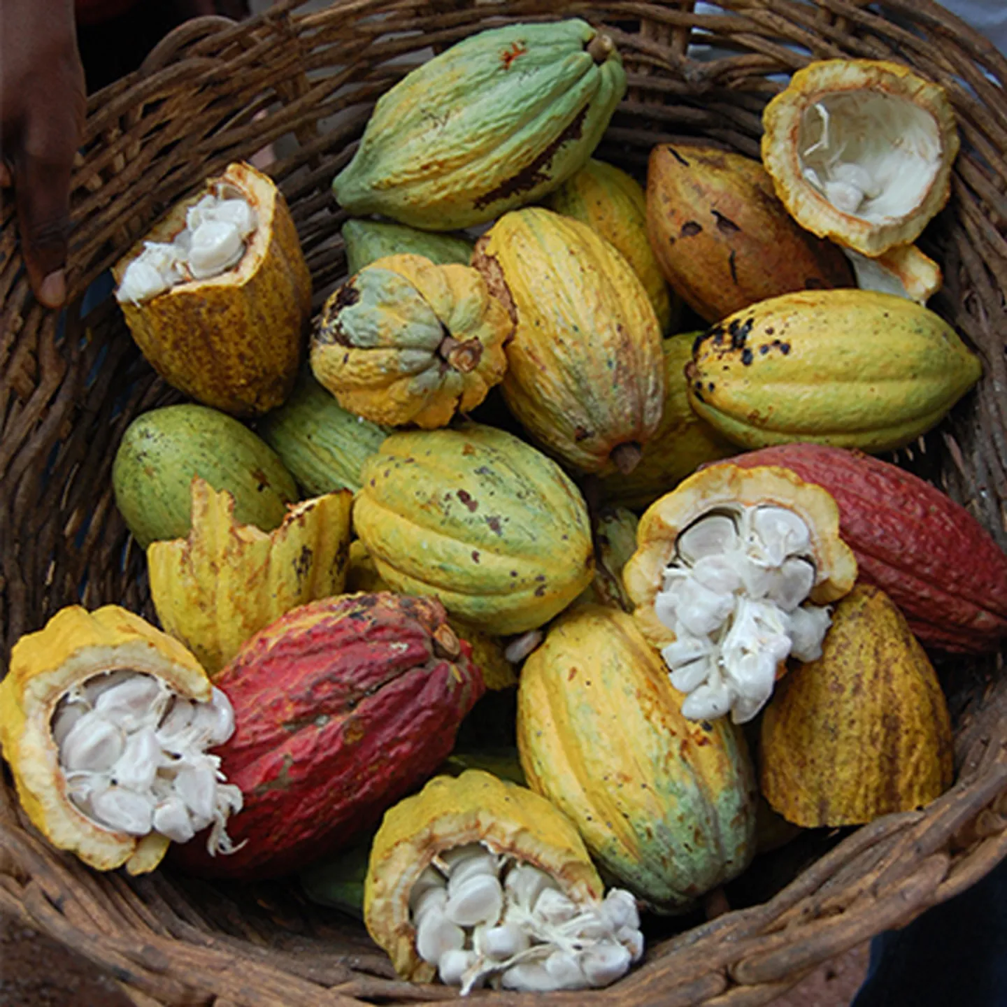 Discover 5 Top Solutions for Sustainable Cocoa Sourcing